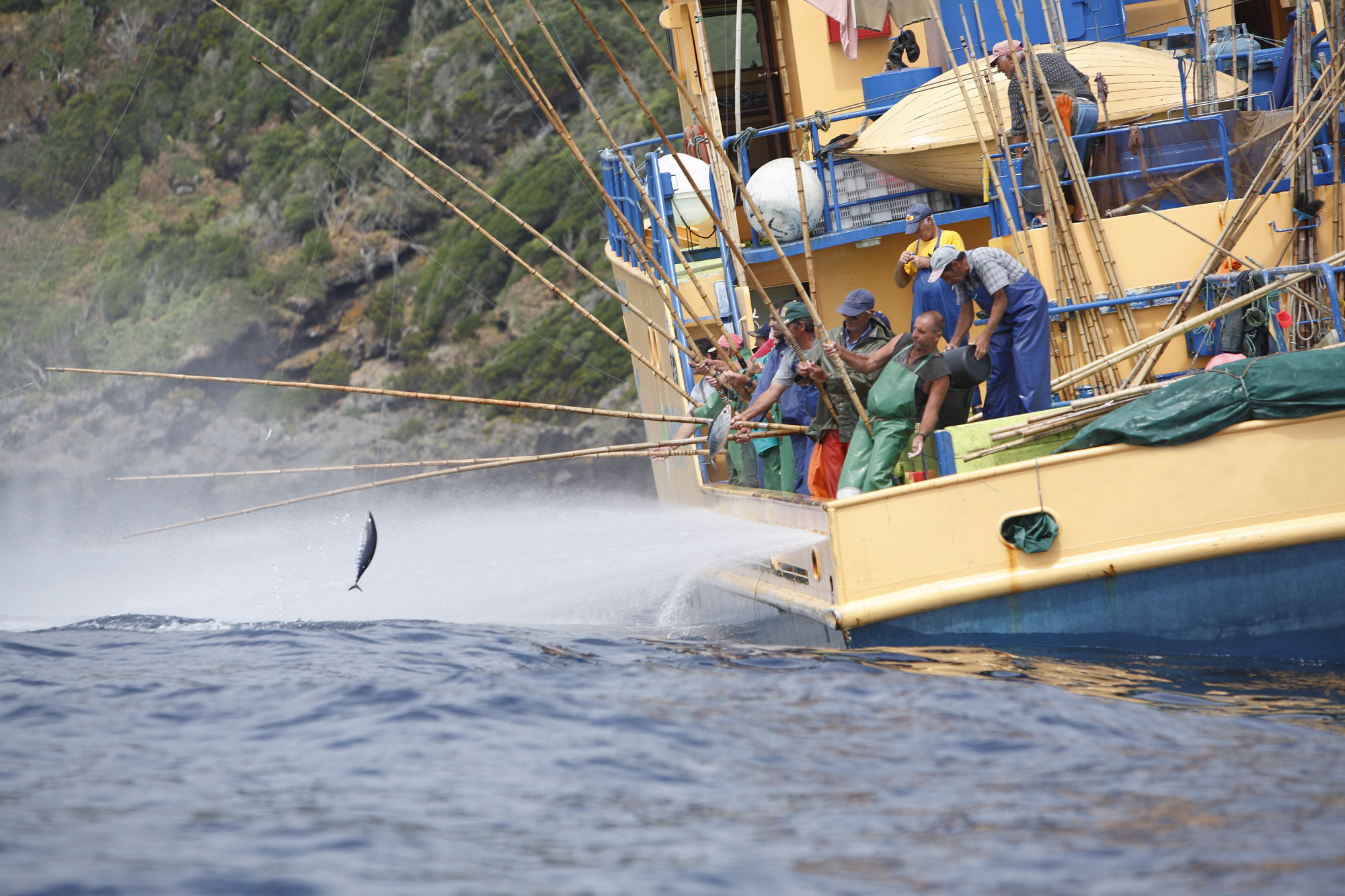 Pesca Salto e Vara – apanhar atum vivo no Atlântico à mão